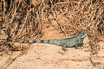 Green Iguana, (Iguana iguana), Pantanal, Mato Grosso do Sul, Brazil