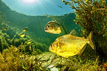 Yellow king piranha (Pygocentrus natteri), Paraguay River, Pantanal, Brazil