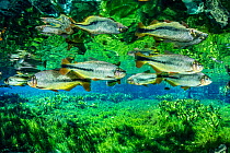 Piraputanga fish (Brycon hilarii), reflected on the water surface, Aqurio Natural, Bonito, Mato Grosso do Sul, Brazil