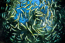Shoal of Piraputanga fish (Brycon hilarii), close to the surface, Aqurio Natural, Bonito, Mato Grosso do Sul, Brazil