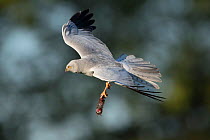 Hen harrier (Circus cyaneus) in flight with prey, Mayenne, France. May.