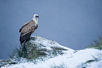Griffon vulture (Gyps fulvus) in snow, Pyrenees, France, March.