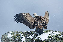 Griffon vulture (Gyps fulvus) with wings stretched, Pyrenees, France. March.
