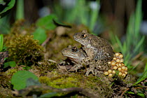 Common midwife toad (Alytes obstetricans) pair mating, with eggs, France. April.