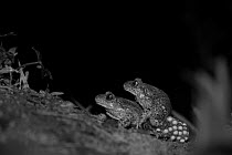 Common midwife toad (Alytes obstetricans) pair mating at night, eggs visible, take with infra red camera, France. April.