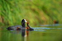 Eurasian coot (Fulica atra) parent and chick, France. May.