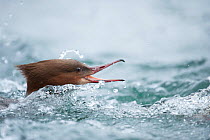 Goosander (Mergus merganser) in aggressive pose in water, Switzerland. February.
