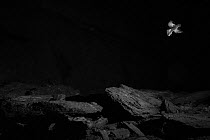 Storm petrel (Hydrobates pelagicus) in flight at night, infra-red picture, Wales, UK, July
