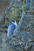 Peregrine falcon (Falco peregrinus) perched on rock, France. March. March.