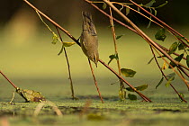 Common chiffchaff (Phylloscopus collybita) reaching down to water from willow branch, France. September.