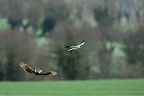 Hen harrier (Circus cyaneus) male passing food to female during courtship. Mayenne, France. (Note poor quality file, small repro only)