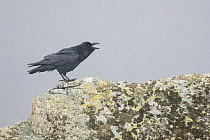 Common raven (Corvus corax) calling, Pyrenees, France. March.