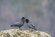 Common ravens (Corvus corax) preening each other, Pyrenees, France. March.