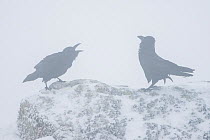 Common raven (Corvus corax) two calling in mist, Pyrenees, France, March.
