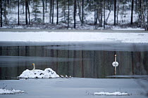 Whooper swan (Cygnus cygnus) on nest on small island in lake, snowing, Sweden. May.