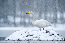 Whooper swan (Cygnus cygnus) resting on nest in snow, Sweden. May.