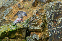Peregrine falcon (Falco peregrinus) with pigeon prey, France. January.