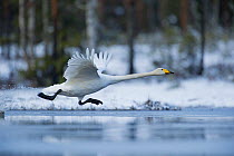 Whooper swan (Cygnus cygnus) taking off, Sweden. May.