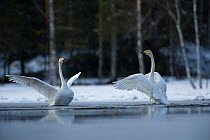 Whooper swans (Cygnus cygnus) in dispute Sweden. May.