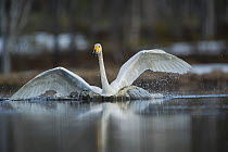 Whooper swan (Cygnus cygnus) landing on water, Sweden. May.