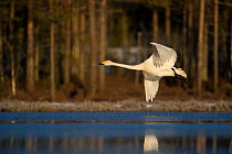 Whooper swan (Cygnus cygnus) flying over water, Sweden. May.