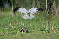 Hen harrier (Circus cyaneus) male landing next to female, Mayenne, France. May.