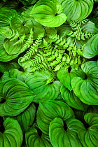 False lily of the valley (Maianthemum dilatatum) leaves and fern in Olympic National Park, Washington, USA, April.