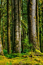Rainforest at Graves Creek along the Quinault River Valley in Olympic National Park, USA, April.