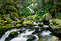 Bunch Falls in the Quinault River Valley, Olympic National Park, Washington, USA, April.