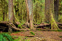 Row of trees which have grown from a fallen nurse log, Spruce Loop, Hoh Rain Forest of Olympic National Park, Washington, USA, April.