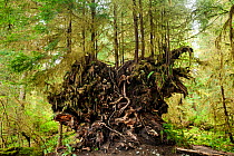 Trees growing from the root ball of a fallen tree, Spruce Loop in the Hoh Rain Forest, Olympic National Park, Washington, USA, April.