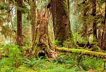 Forest along the Spruce Loop in the Hoh Rain Forest, Olympic National Park, Washington, USA, April.