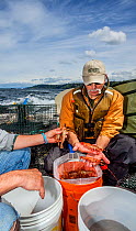 Men sorting and counting shrimp caught in the Puget Sound near the City of Edmonds, Washington, USA, May 2018.
