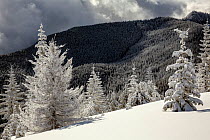 Snow covered trees on Suntop Mountain in the Baker-Snoqualmie National Forest, Washington, USA, February 2018.