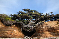 Tree on a overhanging cliff wall along Kalaloch Beach in Olympic National Park, Washington, USA, April 2018.