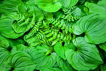 False lily of the valley (Maianthemum dilatatum) and a fern in Olympic National Park, Washington, USA, April.