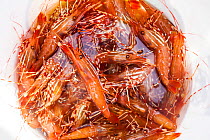 Bucket of shrimp caught in the Puget Sound, Washington, USA, May.