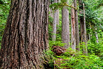 Large trees along the Twin Firs Trail in the Nisqually River Valley of Mount Rainier National Park, USA, June.
