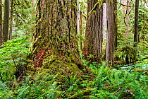 Forest in the Carbon River Valley of Mount Rainier National Park, Washington, USA, June.