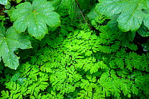 Forest ground cover in the Carbon River Valley of Mount Rainier National Park, Washington, USA, June.