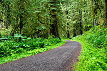 Carbon River Road in Mount Rainier National Park, now a trail open for walking and cycling, Washington, USA, June.