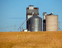 Wheat field and grain silo along Danekas Road, Adams County, Washington, USA, July.