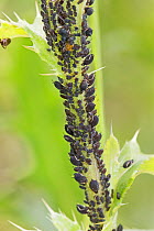 Large thistle aphids  (Uroleucon cirsii)  Brockley Cemetery, Lewisham, London, England, UK. July.