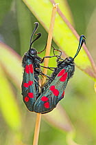 Six-spot burnet moths (Zygaena filipendulae) mating pair, Brockley Cemetery, Lewisham, London, England, UK.  July.