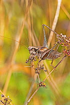 Dark bush-cricket  (Pholidoptera griseoaptera)  Hutchinson's Bank, New Addington, London, England, UK. October.