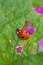 2-spot ladybird (Adalia bipunctata) Warwick Gardens, Peckham, London, London, England, UK. June.
