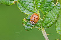 10-spot ladybird (Adalia decempunctata) pale colour variation  Brockley Cemetery, Lewisham, London, England, UK. June.