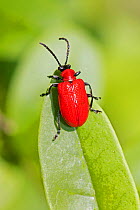 Black-headed cardinal beetle  (Pyrochroa coccinea)   Hutchinson's Bank,New Addington, London, England, UK. May.