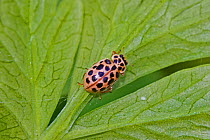 Water ladybird  (Anisosticta novemdecimpunctata)  Sutcliffe Park Nature Reserve, Eltham, London, England, UK. May.