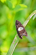Micro-moth  (Epiblema Sp)  Sutcliffe Park Nature Reserve, Eltham, London, England, UK. May.